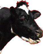 Cow video