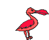 Bird red