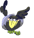 Toucan