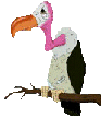 Vulture sick