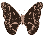 Black moth - Click image to download.