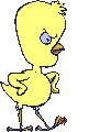 Angry chick