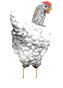 White chicken
