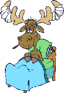 Sick moose - Click image to download.