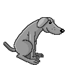 Grey dog 2