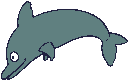 Grey dolphin