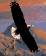 Eagle in mountains