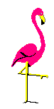 Pink flamingo turns