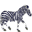 Zebra walks