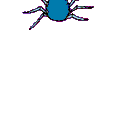 Blue spider