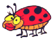 Ladybug 7