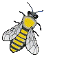 Big bee