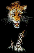 Leopard walks