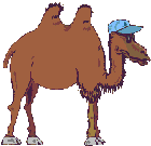 Camel in hat