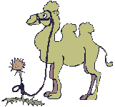 Camel stands