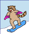 Raccoon snowboards