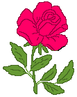 Pinkish rose