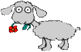 Grey sheep