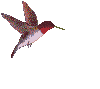 Humming bird 2