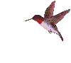 Humming bird 3