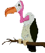 Vulture sick