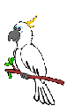 White parrot
