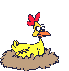 Chicken in nest