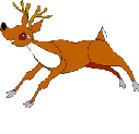 Deer runs