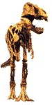 T-rex bones