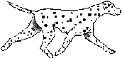 Dalmatian walks 2