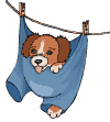 Dog dries