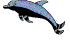 Dolphin swims