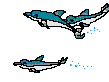 Three dolphins