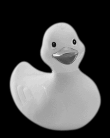 Duck says no