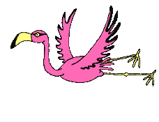 Flamingo flies