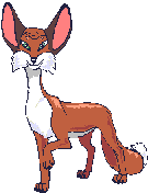Big eared fox