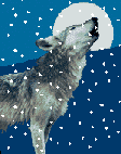 Wolf in snow