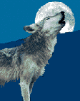 Wolf photo