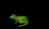 Jumping frog