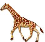 Giraffe walks