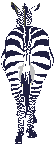 Zebra behind