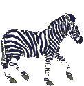 Zebra walks