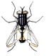 Fly 6