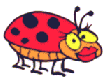 Ladybug 6