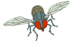 Fly