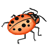 Ladybug 2