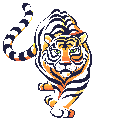 Tiger walks 2