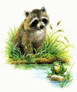 Raccoon and frog
