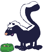 Skunk eats