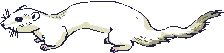 White weasel